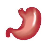200x200 Organs Clipart Stomach