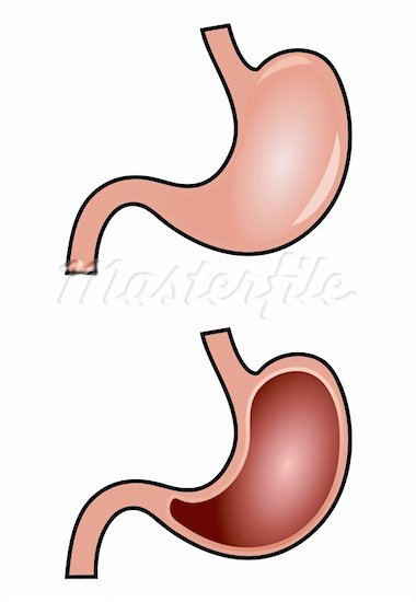 380x550 Esophagus Clipart Cliparts