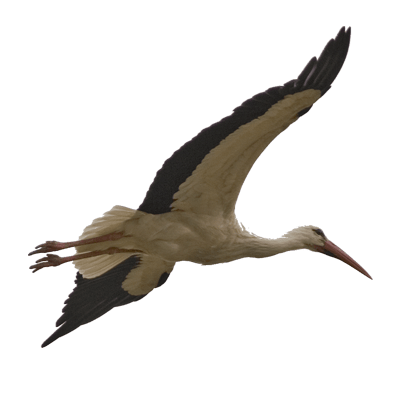 400x400 Stork Bird Transparent Image