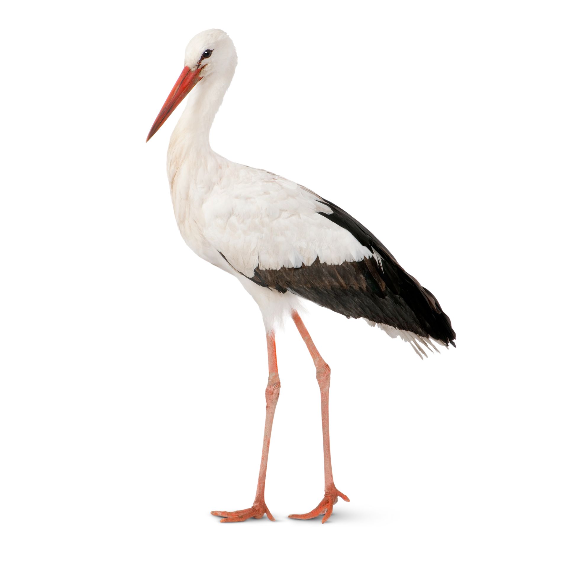 1920x1919 Storks Information White Stork Bird Dk Find Out