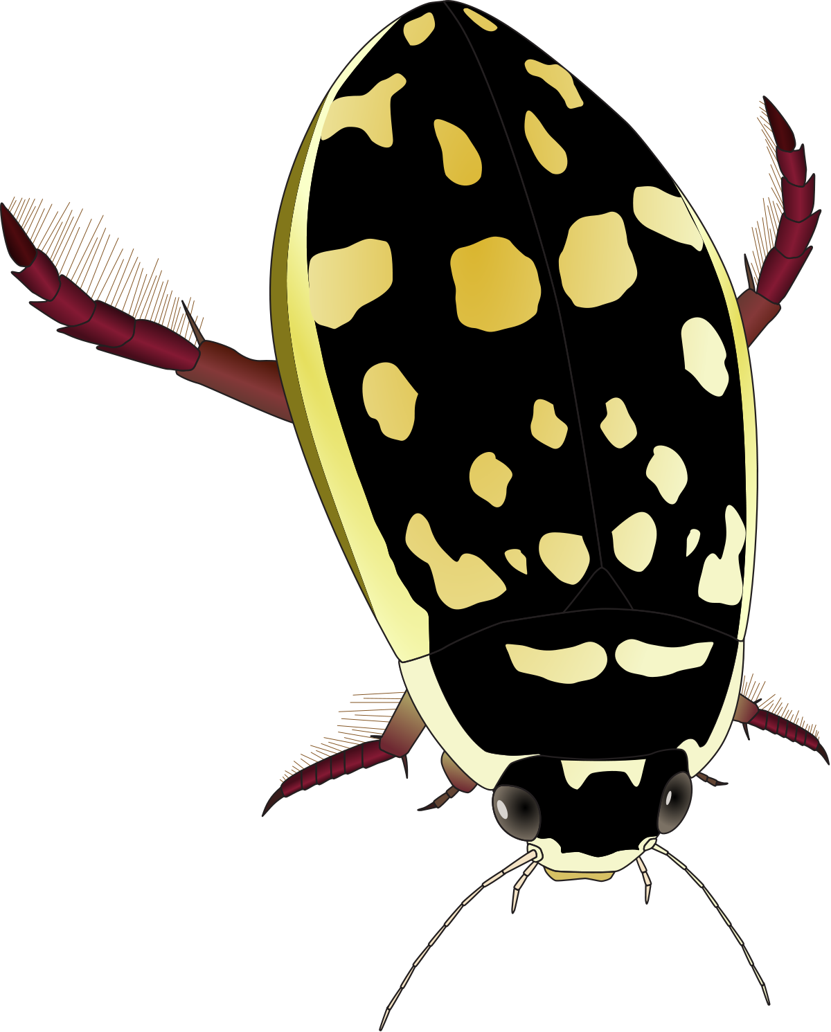 1200x1491 Beetles Clipart Strange