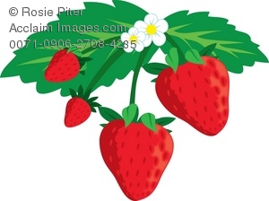 300x224 Art Illustration Of A Bunch Of Strawberries Growing On A Plant