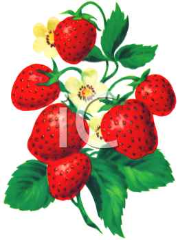 259x350 Royalty Free Strawberry Clip Art, Farm Produce Clipart