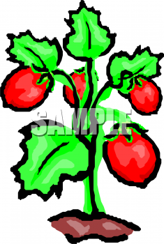 235x350 Strawberry Vine Clipart