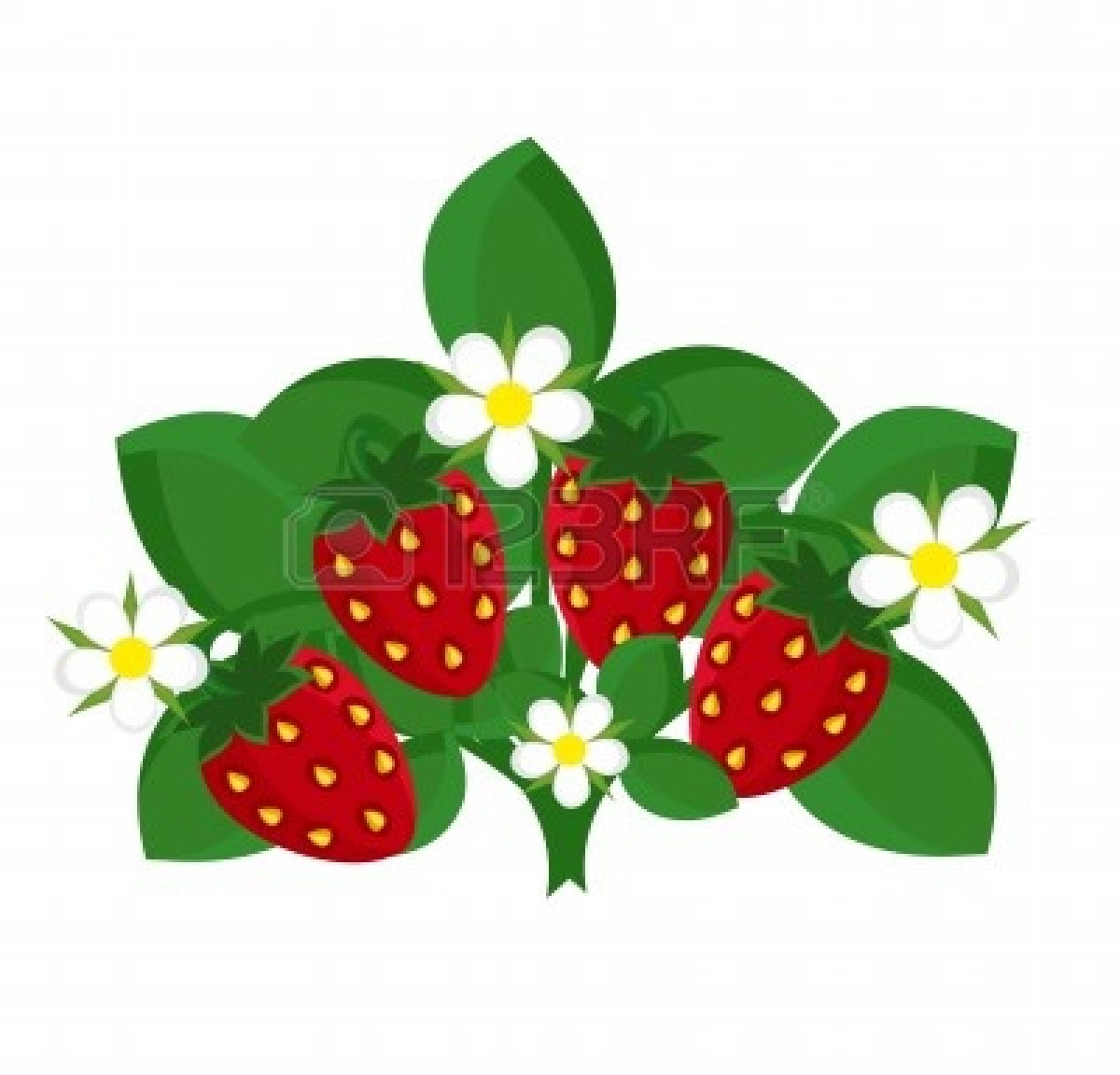 Strawberry Vine Clipart Free download on ClipArtMag
