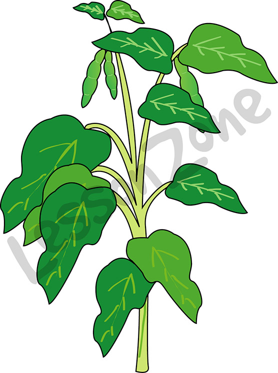 556x744 Easy Green Bean Plant Clip Art Cliparts