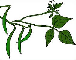 254x203 Free Green Beans Plants Clipart
