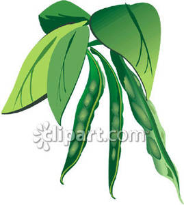 269x300 String Bean Plant Royalty Free Clipart Picture