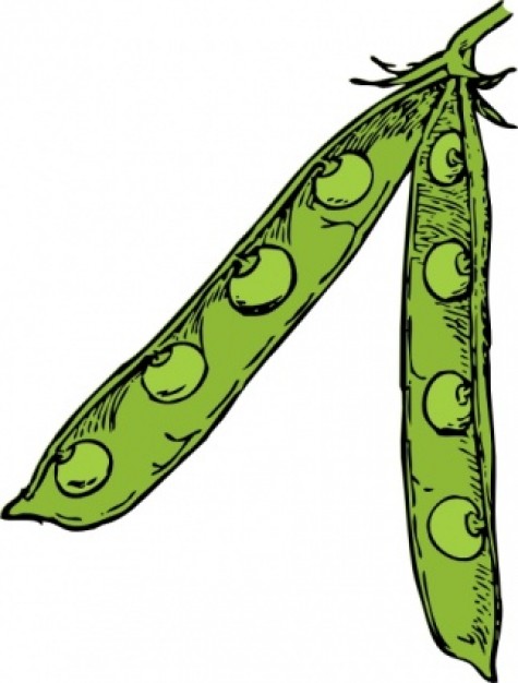 475x626 Bean Clipart Pod