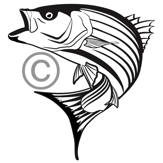 550x550 Stripe Bass Clipart