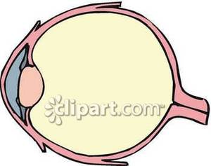 300x237 Of Human Eye Structure