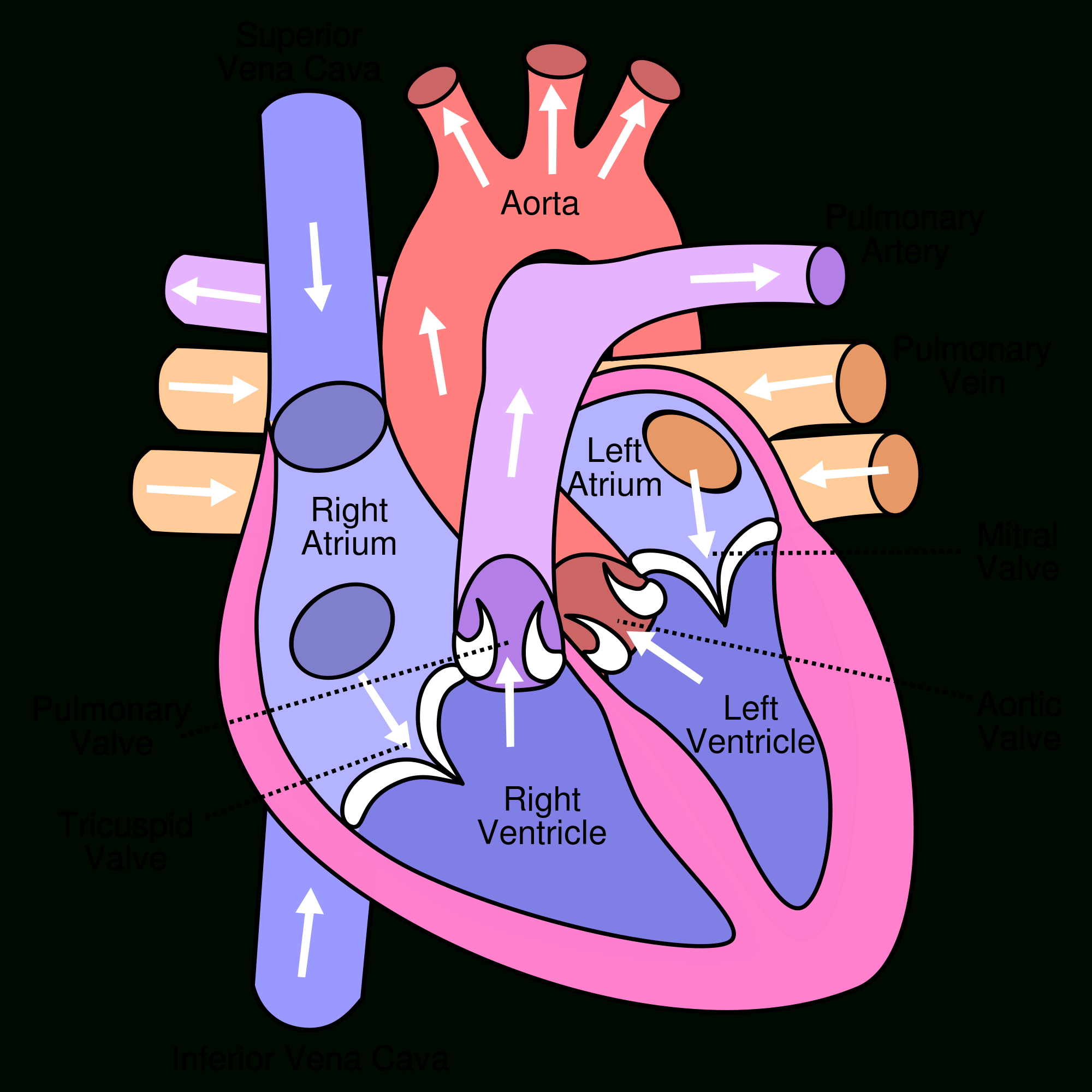 2000x2000 Simple Internal Structure Of Human Heart Heart Human Free