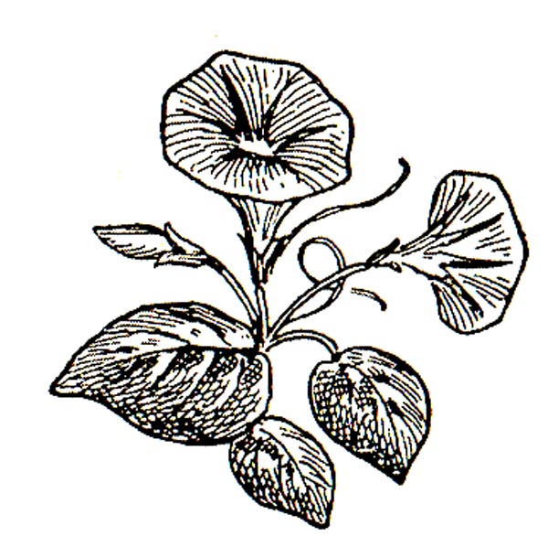 600x598 Morning Glory Clipart