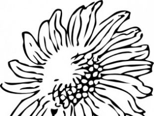 310x233 Sunflower Border Clip Art Free Vectors Ui Download