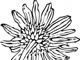 310x233 Sunflower Vector Clip Art Free Vectors Ui Download
