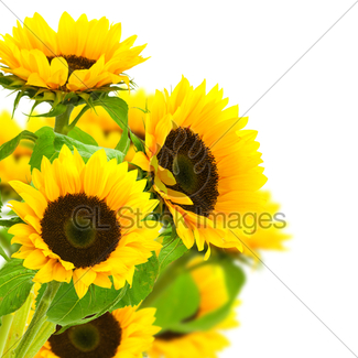 325x325 Border With Sunflowers Gl Stock Images