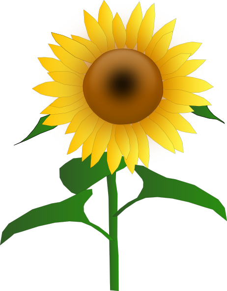 462x593 Free Sunflower Clipart Image