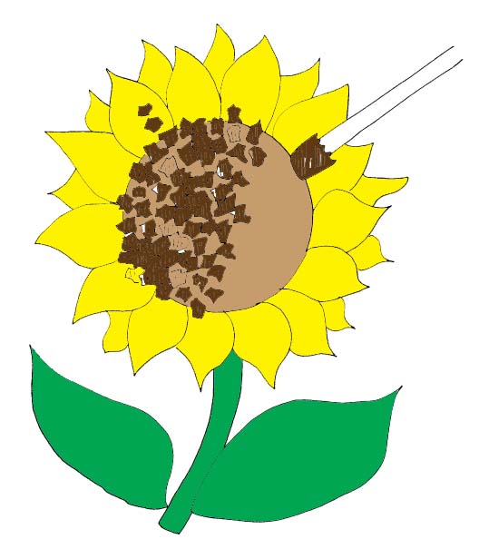 528x594 Sunflower School Cliparts 265018