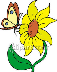 239x300 Sunflower And Butterfly Clip Art Butterfly On A Sunflower