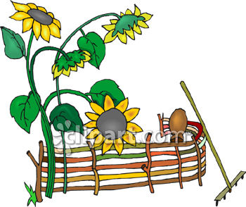 350x294 Clipart Picture Of Sunflowers Growing By A Fence