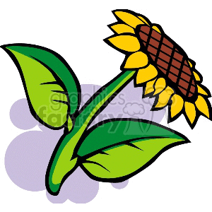 300x300 Royalty Free One Yellow Sunflower 151597 Vector Clip Art Image
