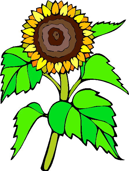 445x589 Sunflower Clip Art 2 Clipartix