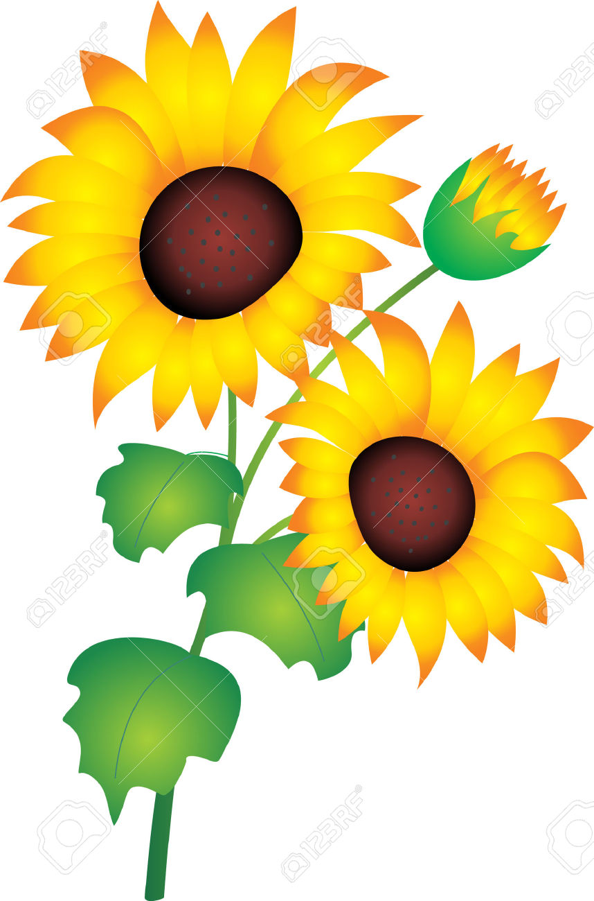 858x1300 Sunflower Clipart Bud