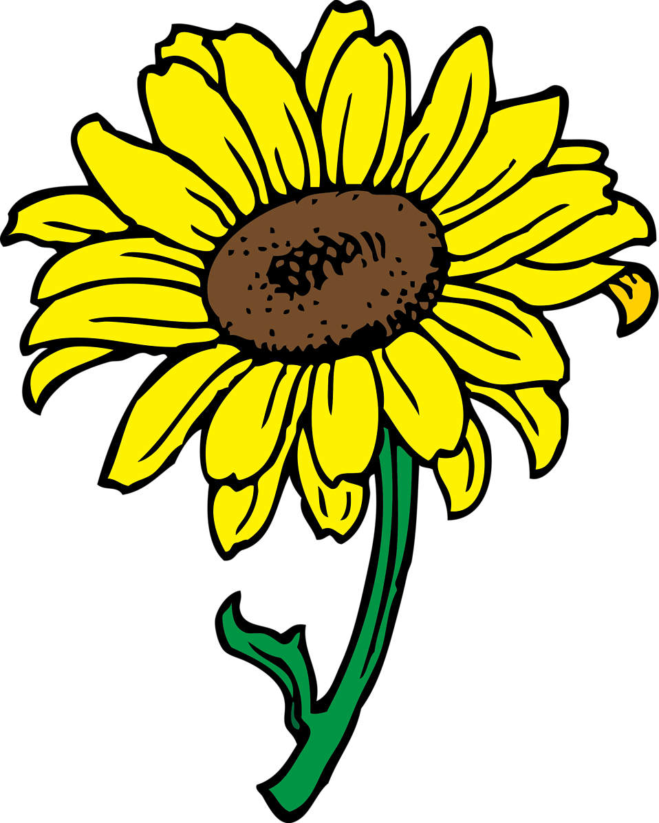 958x1197 Sunflower Clipart Transparent Background