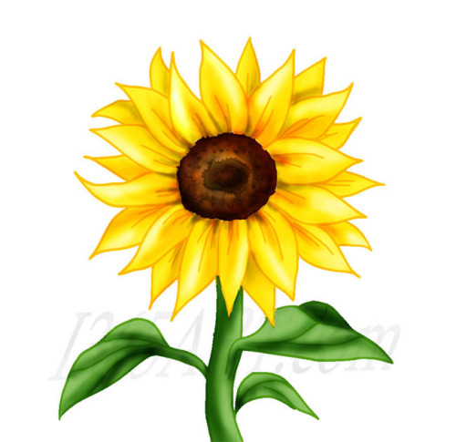 500x485 Best Sunflower Clipart