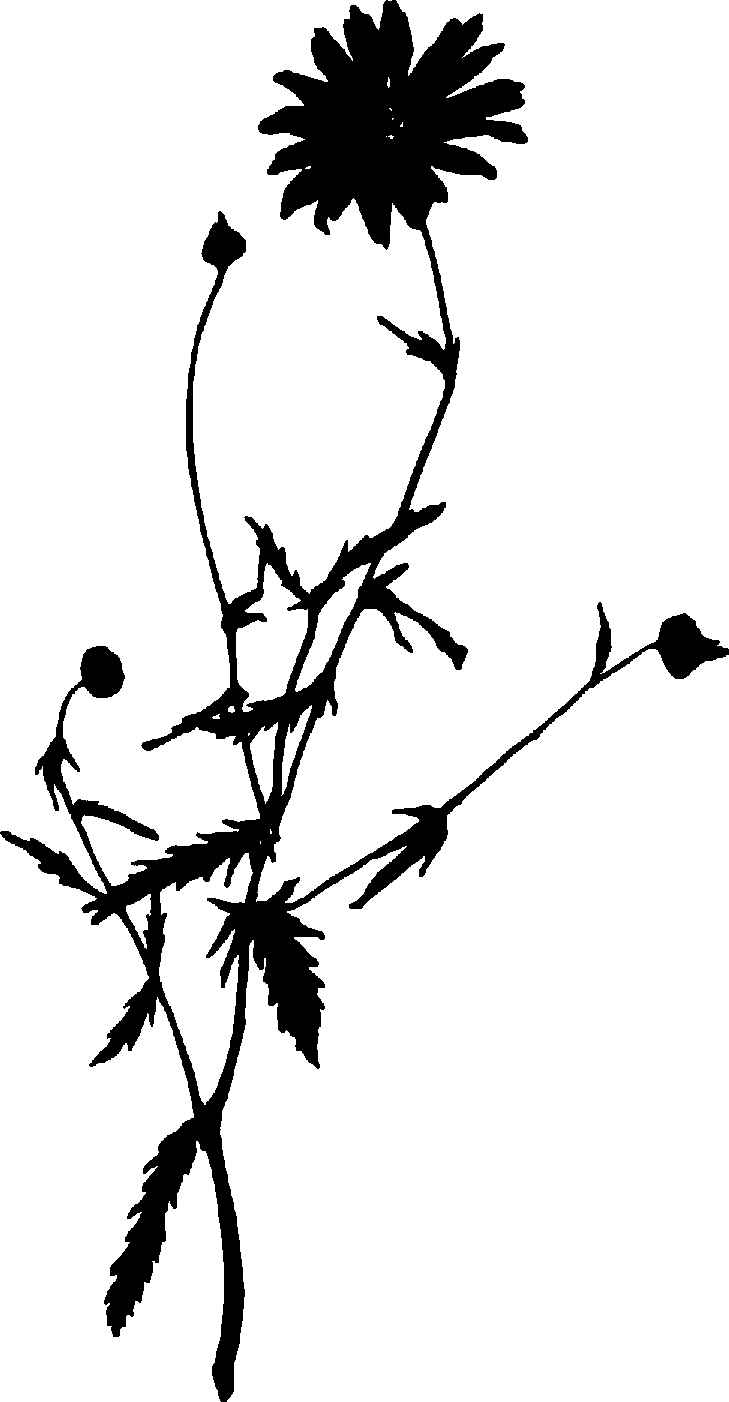 729x1402 Daisy Clipart Black And White Clipart Panda