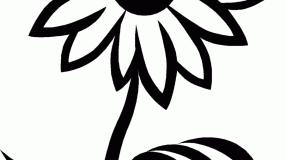 570x320 Black And White Sunflower Drawing Black And White Sunflower
