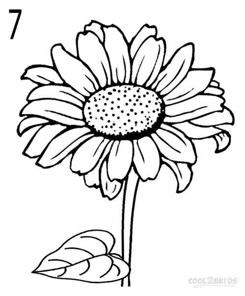 497x600 Top 10 Pictures Of Sunflowers To Draw