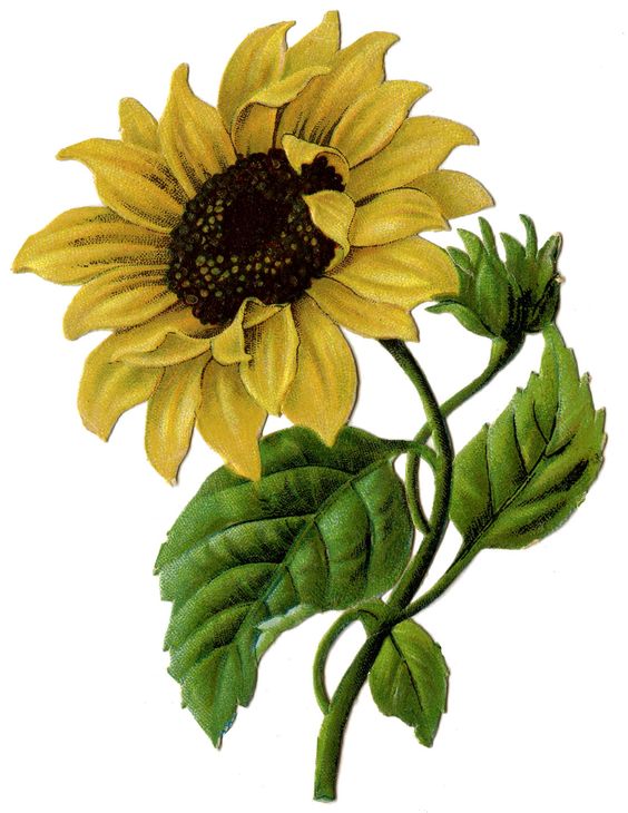 564x730 Graphics For Real Sunflower Graphics