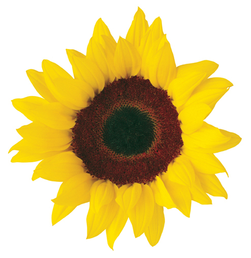 494x509 Sunflower Clip Art 2