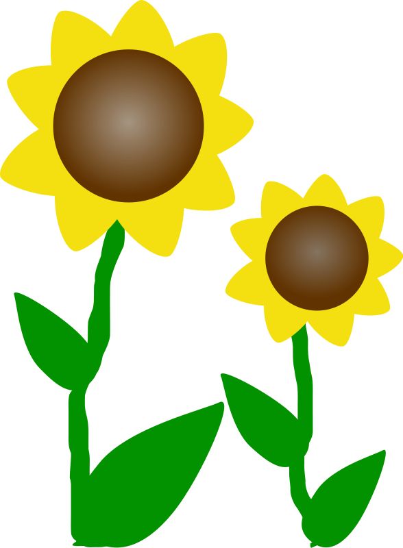588x800 Sunflower Clipart Sun, Explore Pictures