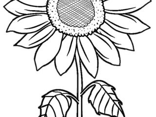 320x240 Printable Pictures Of Sunflowers Printable Sunflower Coloring