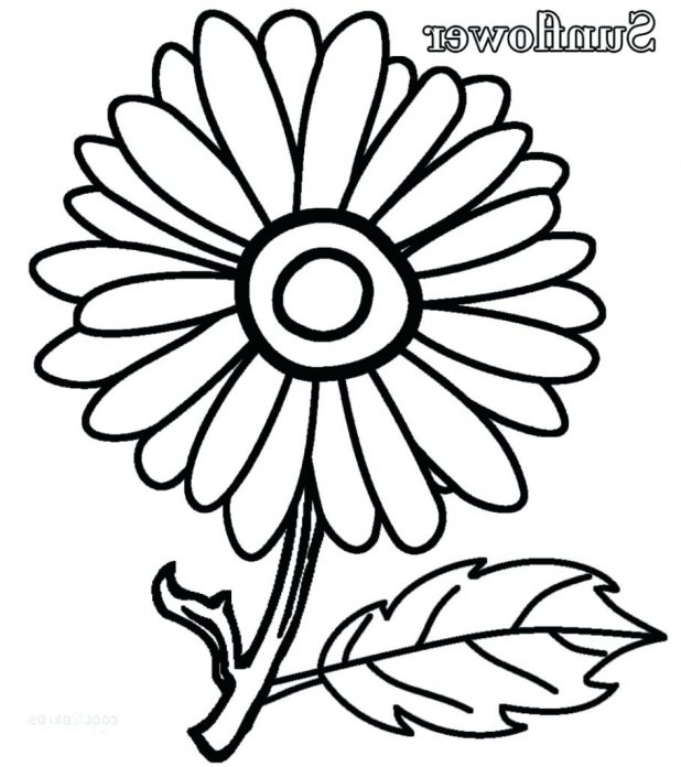 618x696 Coloring Glamorous Sunflower Coloring Page. Sunflower Coloring