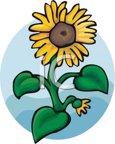 236x296 Sunflower Clip Art Designs, Clipart Amp Silhouette Things