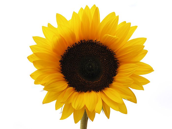 700x525 Sunflowers Online Sunflower Free Images