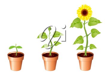 350x245 Clip Art Illustration Of Sunflowers Growing
