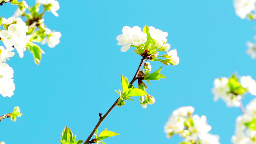 852x480 Bee And Apple Flower On A Sunny Day Stock Footage Video 26977315