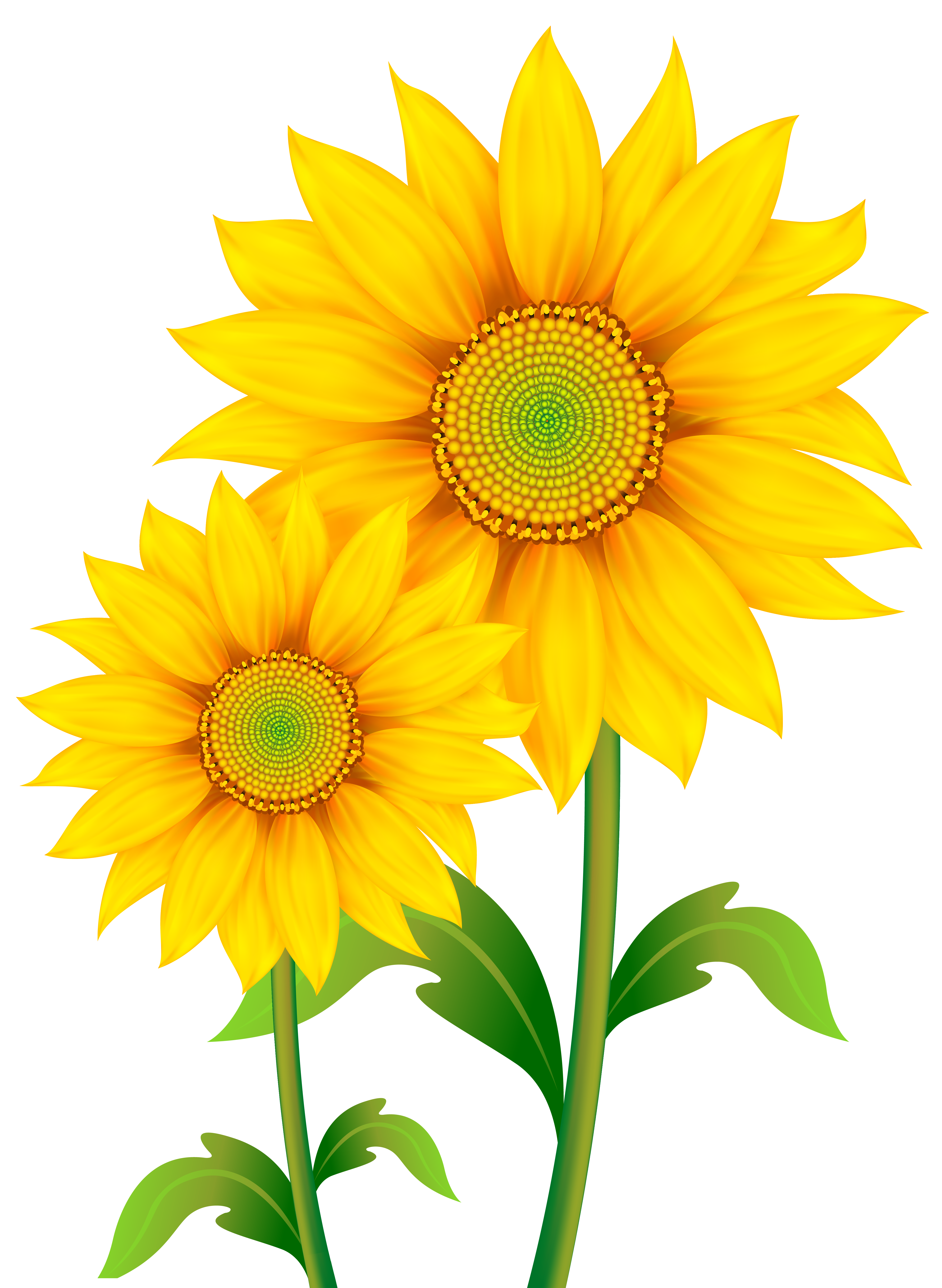 4504x6158 Sunflower Sunshine Clip Art Cliparts