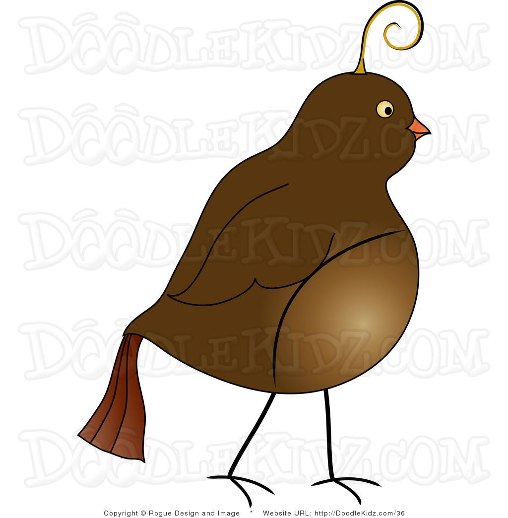 1024x1044 Quail Images Free Clipart