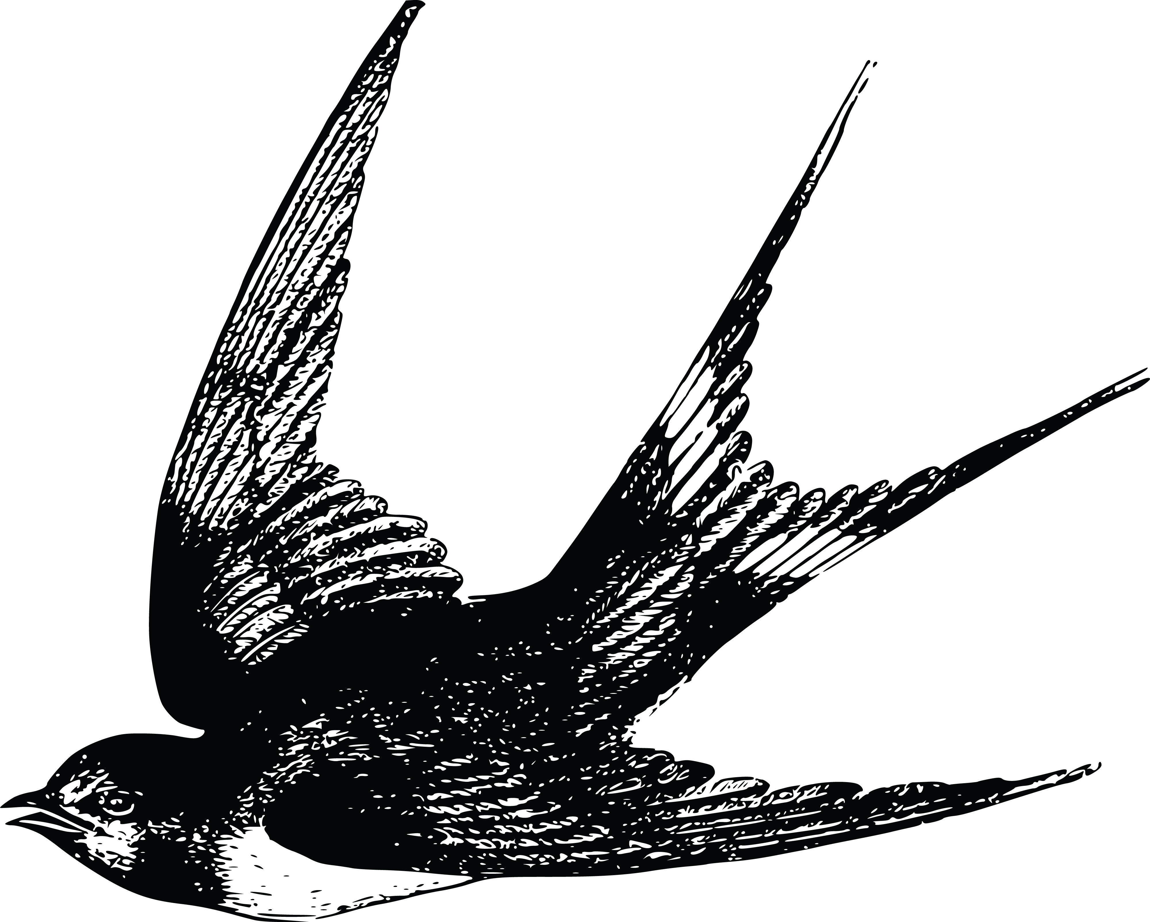 4000x3209 Clipart Of A Swallow