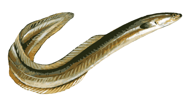 639x341 Eel Clipart