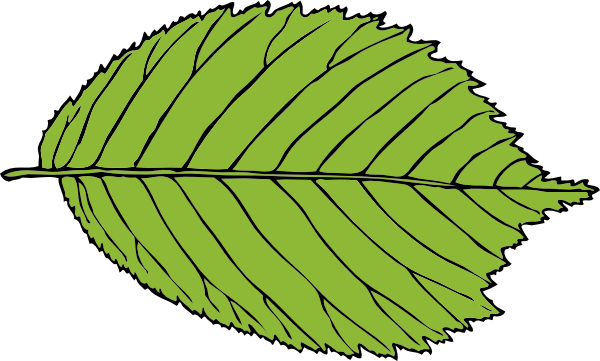 600x361 Bi Serrate Leaf Clip Art