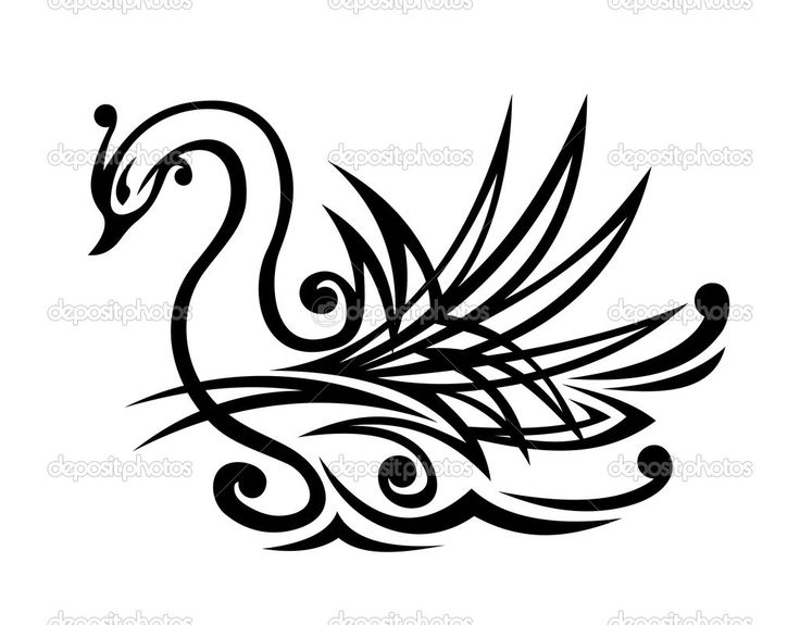 736x575 Black Swan Clipart Beautiful Swan