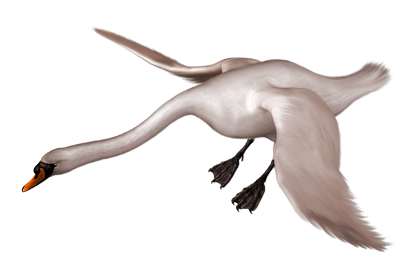 600x384 Painted Swan Landing Free Clipart 0 Image