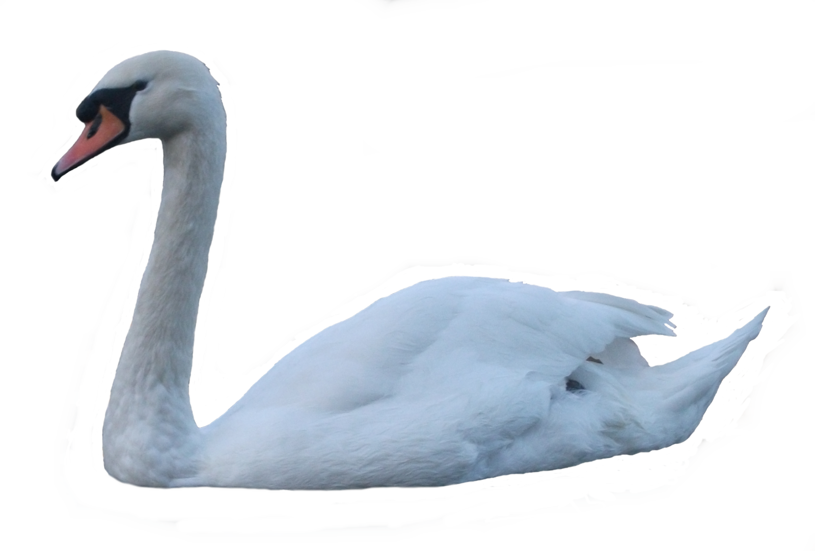 1600x1082 Swan Png Transparent Images Free Download Clip Art Free Clip