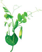 136x170 Pea Clip Art